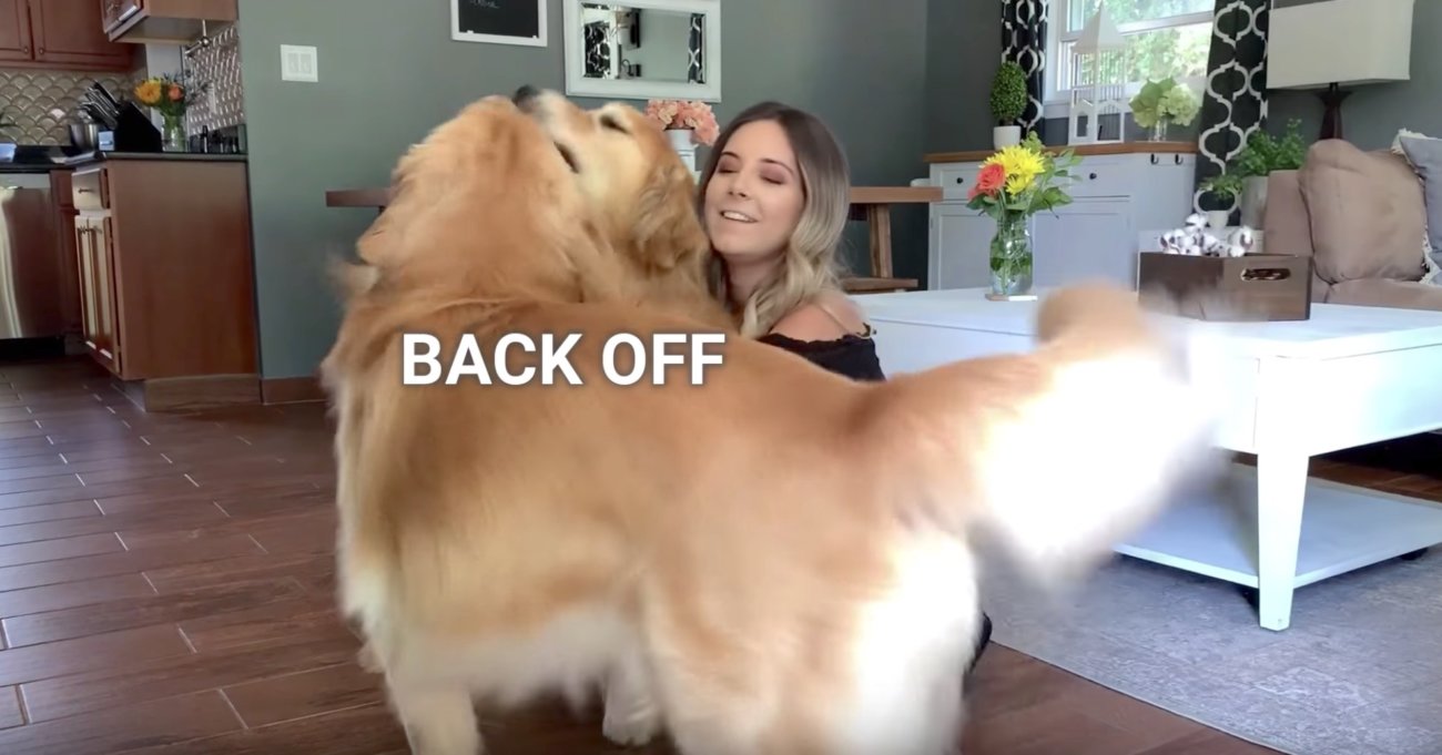 ゴールデンレトリーバー,動画