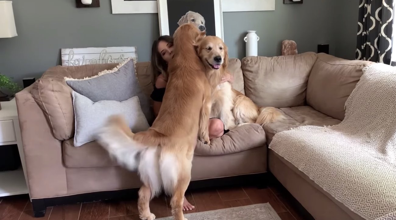 ゴールデンレトリーバー,動画