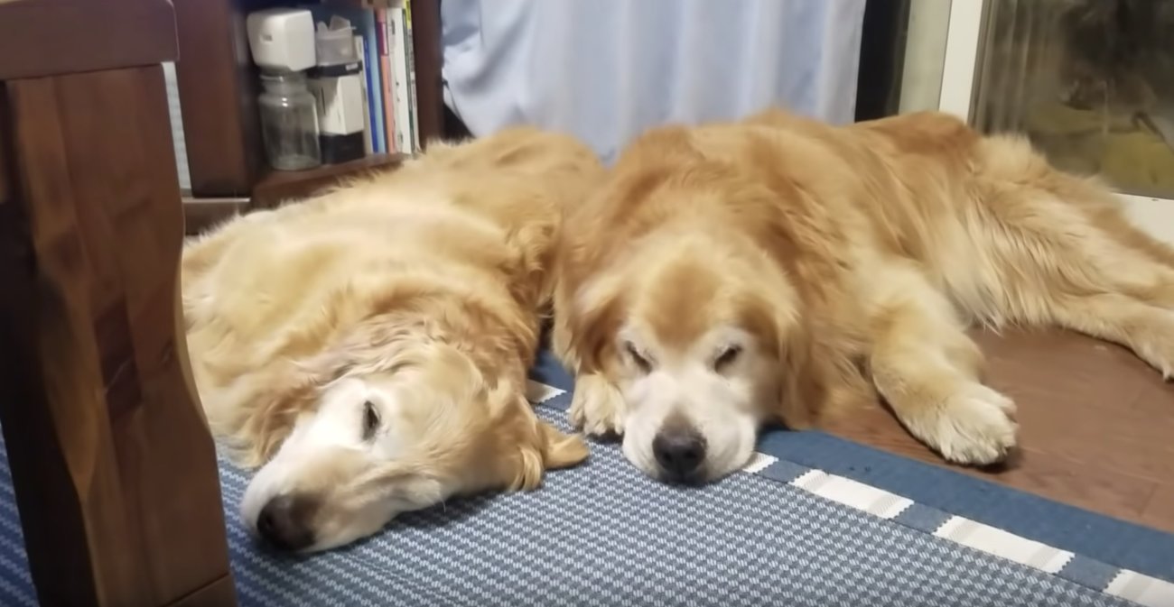 ゴールデンレトリーバー,動画