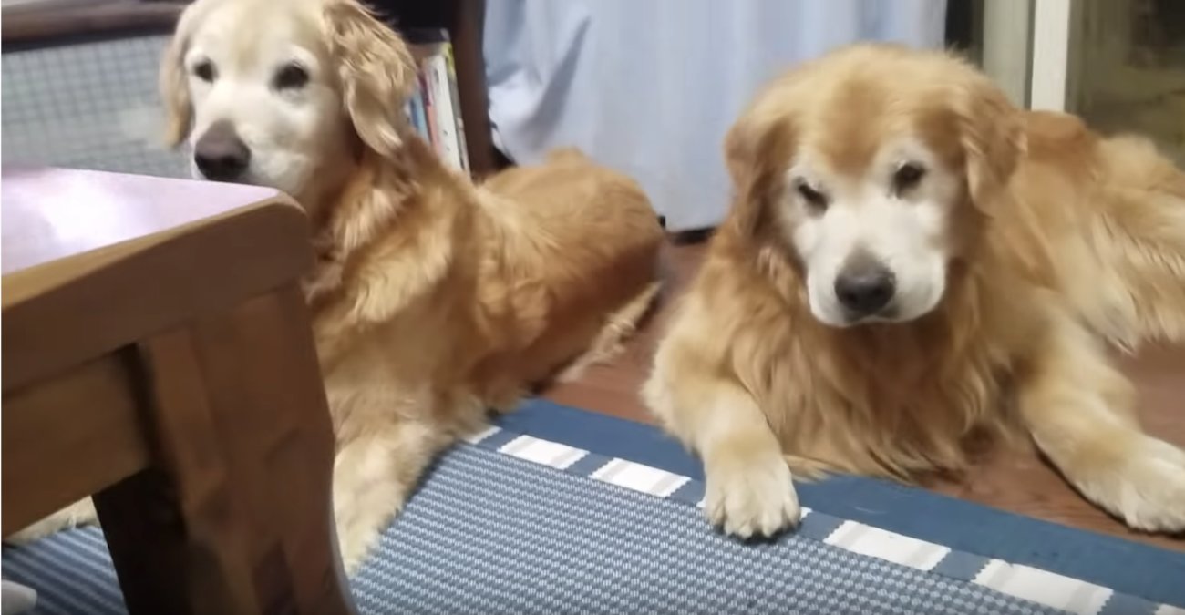 ゴールデンレトリーバー,動画