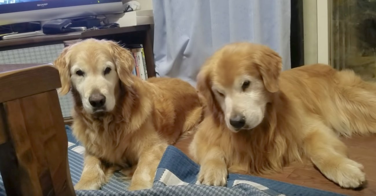 ゴールデンレトリーバー,動画