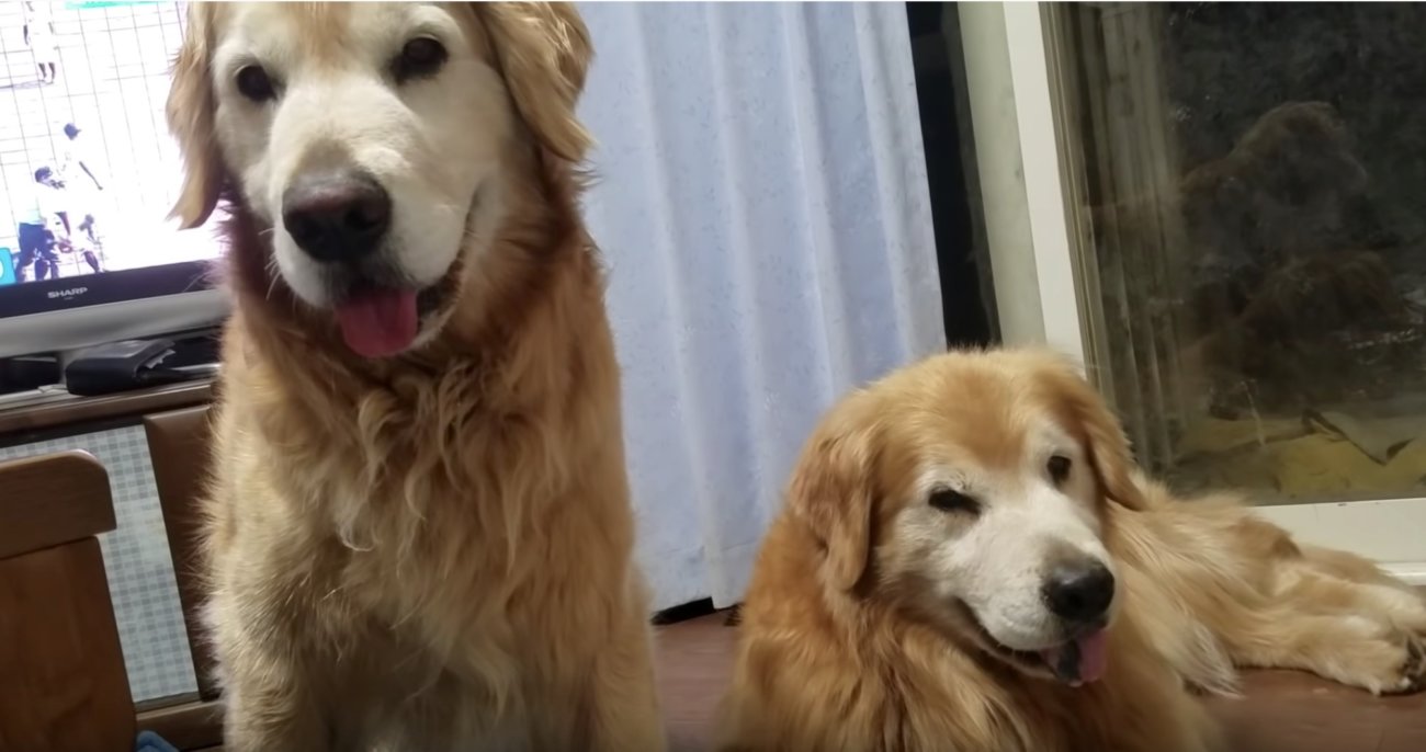 ゴールデンレトリーバー,動画