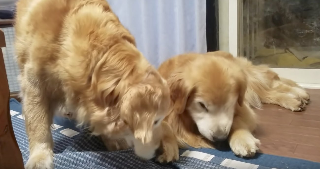 ゴールデンレトリーバー,動画