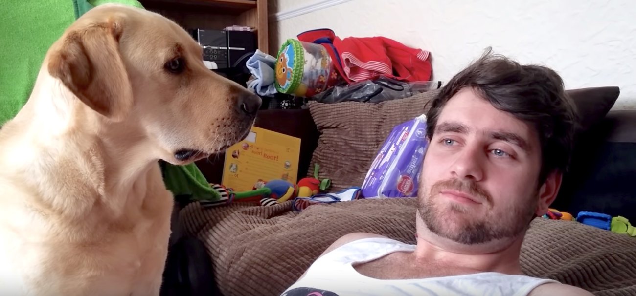 ラブラドールレトリーバー,動画