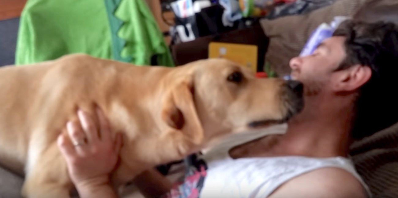 ラブラドールレトリーバー,動画