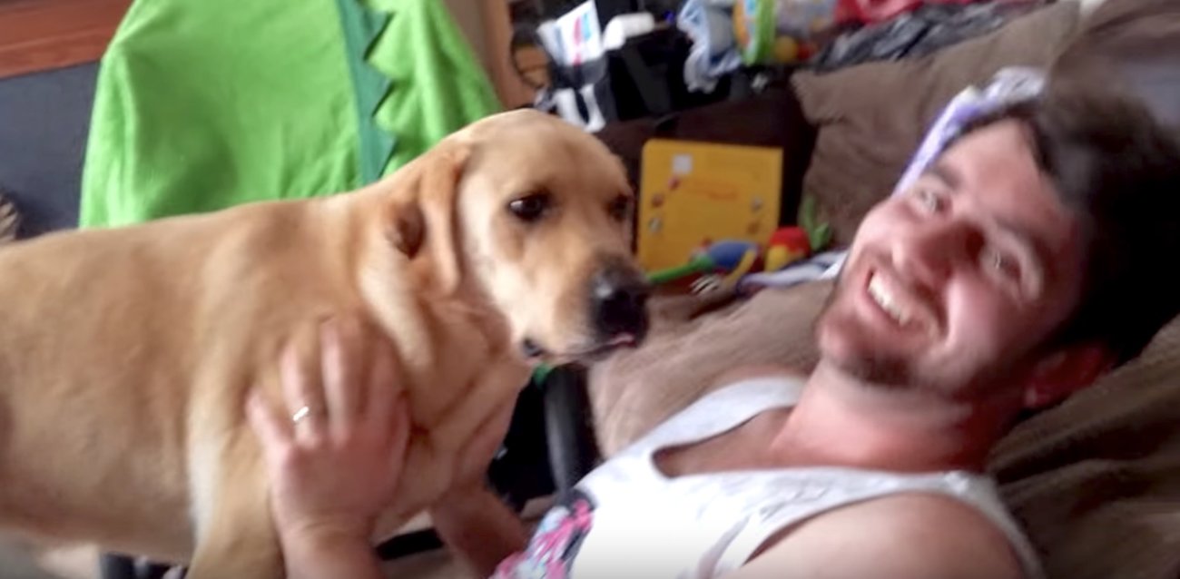 ラブラドールレトリーバー,動画