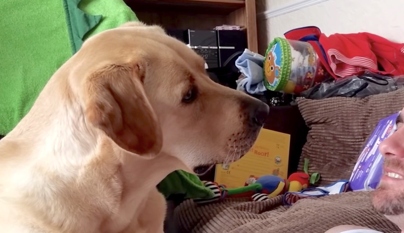 ラブラドールレトリーバー,動画