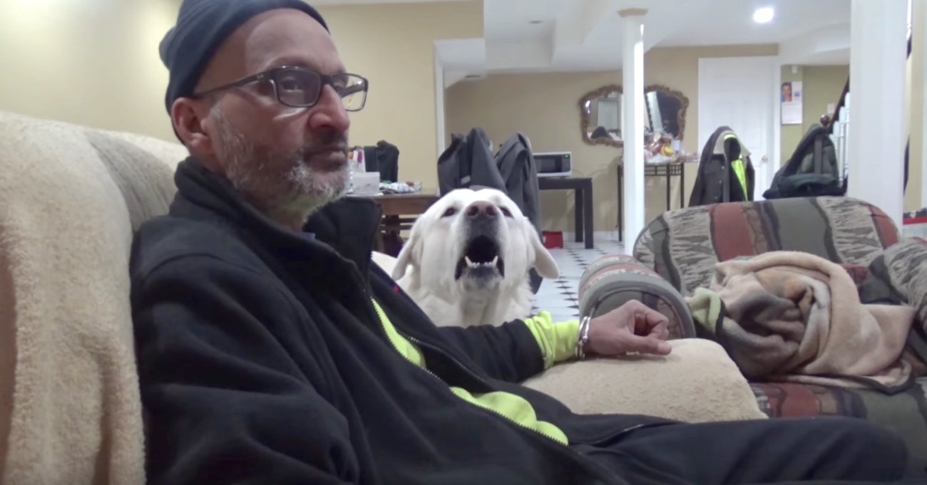 ラブラドールレトリーバー,動画