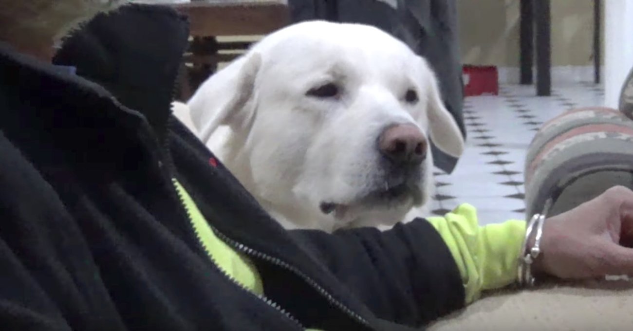 ラブラドールレトリーバー,動画