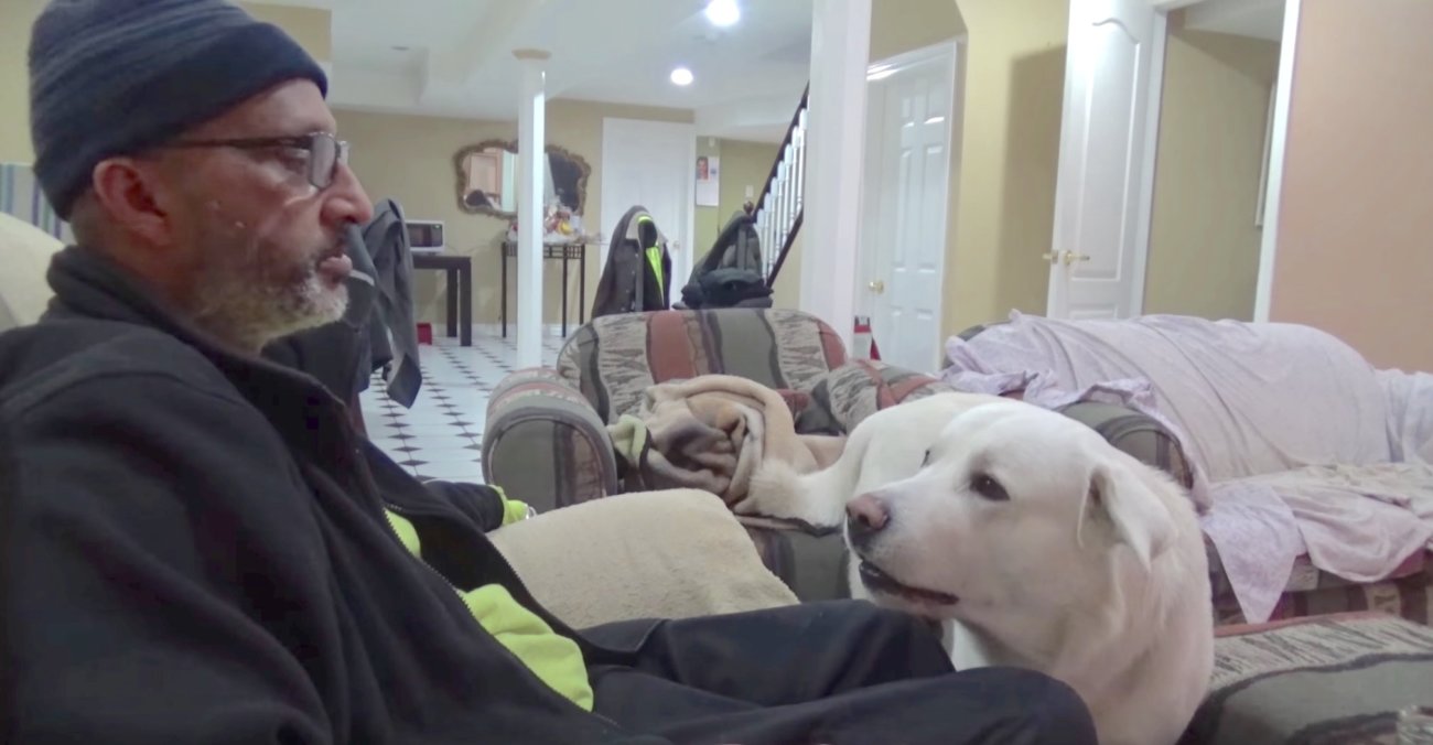 ラブラドールレトリーバー,動画