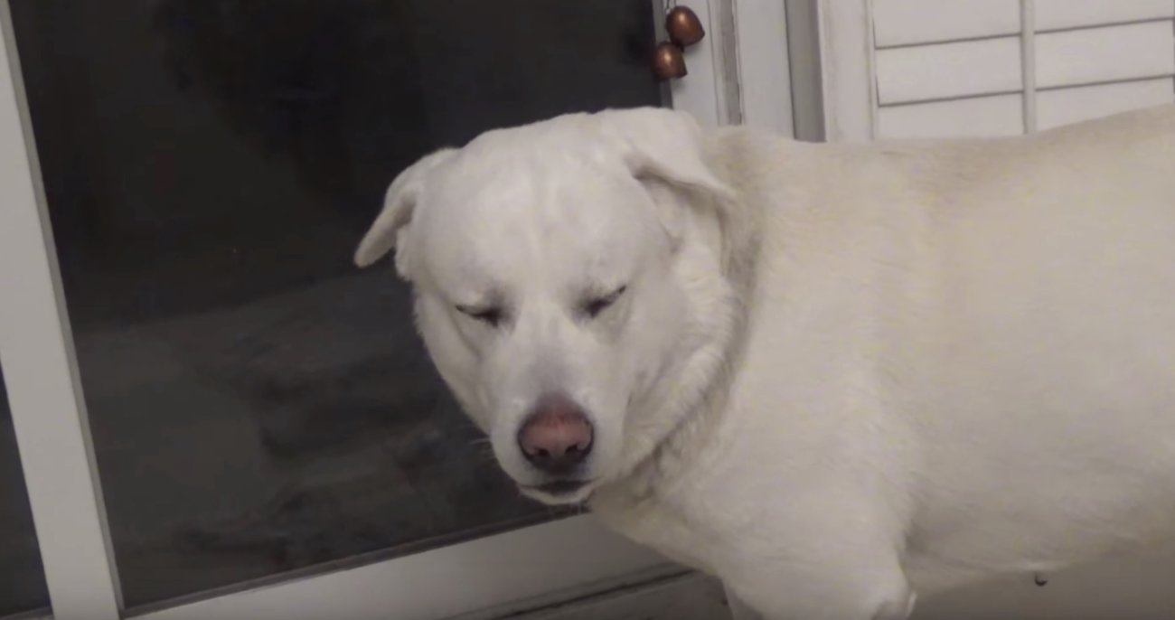 ラブラドールレトリーバー,動画