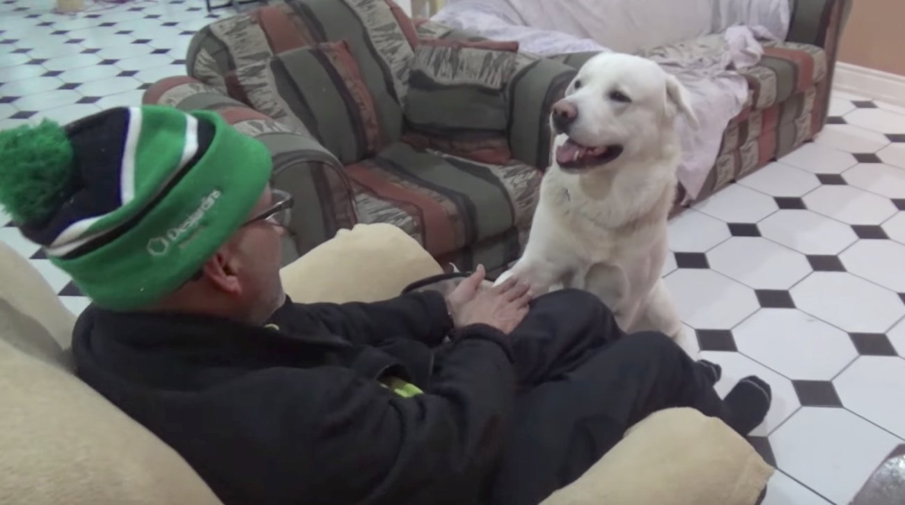 ラブラドールレトリーバー,動画