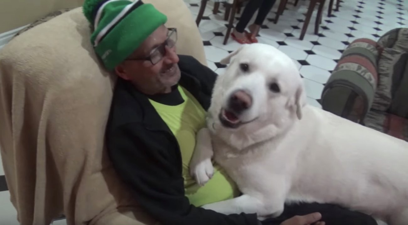 ラブラドールレトリーバー,動画