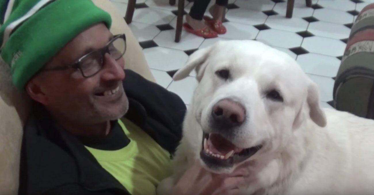 ラブラドールレトリーバー,動画