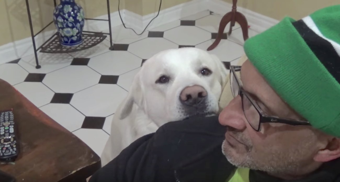 ラブラドールレトリーバー,動画