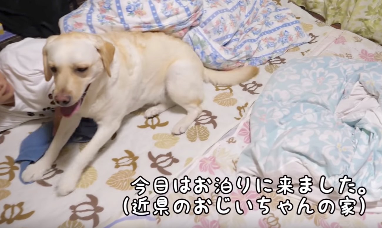 ラブラドールレトリーバー,動画