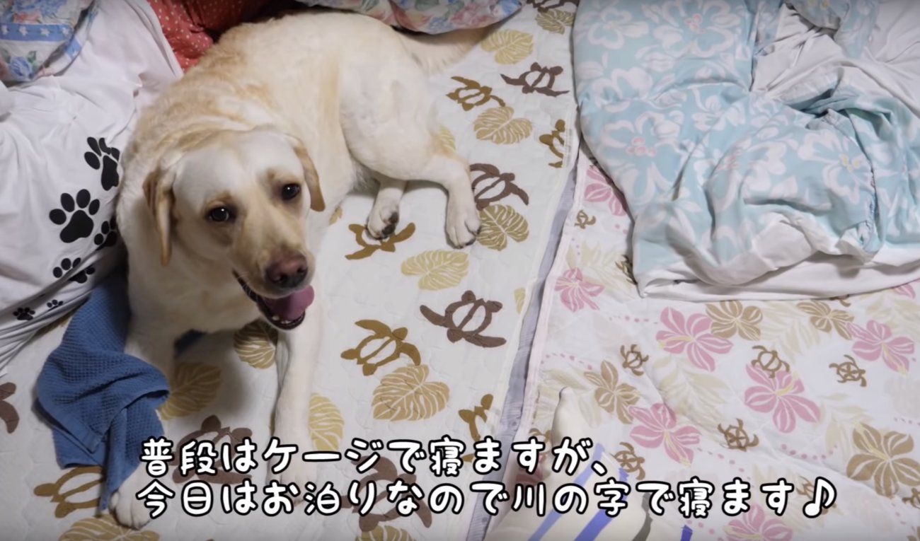 ラブラドールレトリーバー,動画