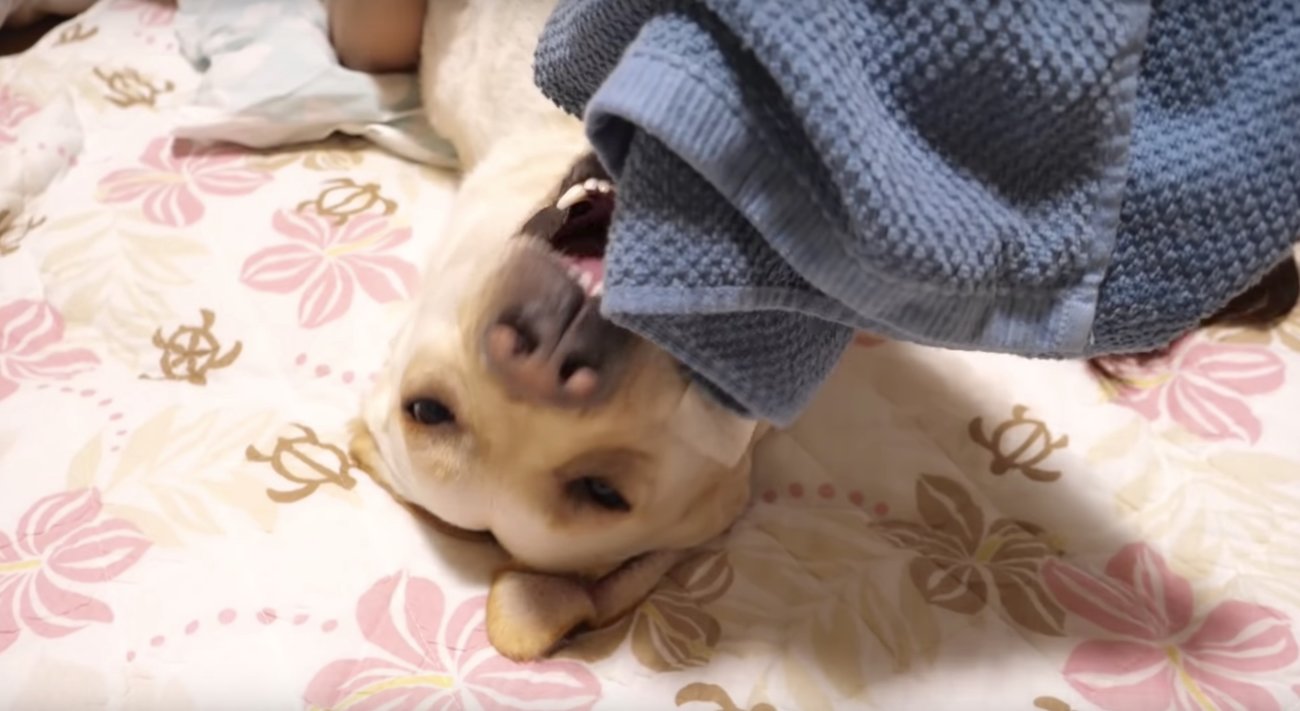 ラブラドールレトリーバー,動画