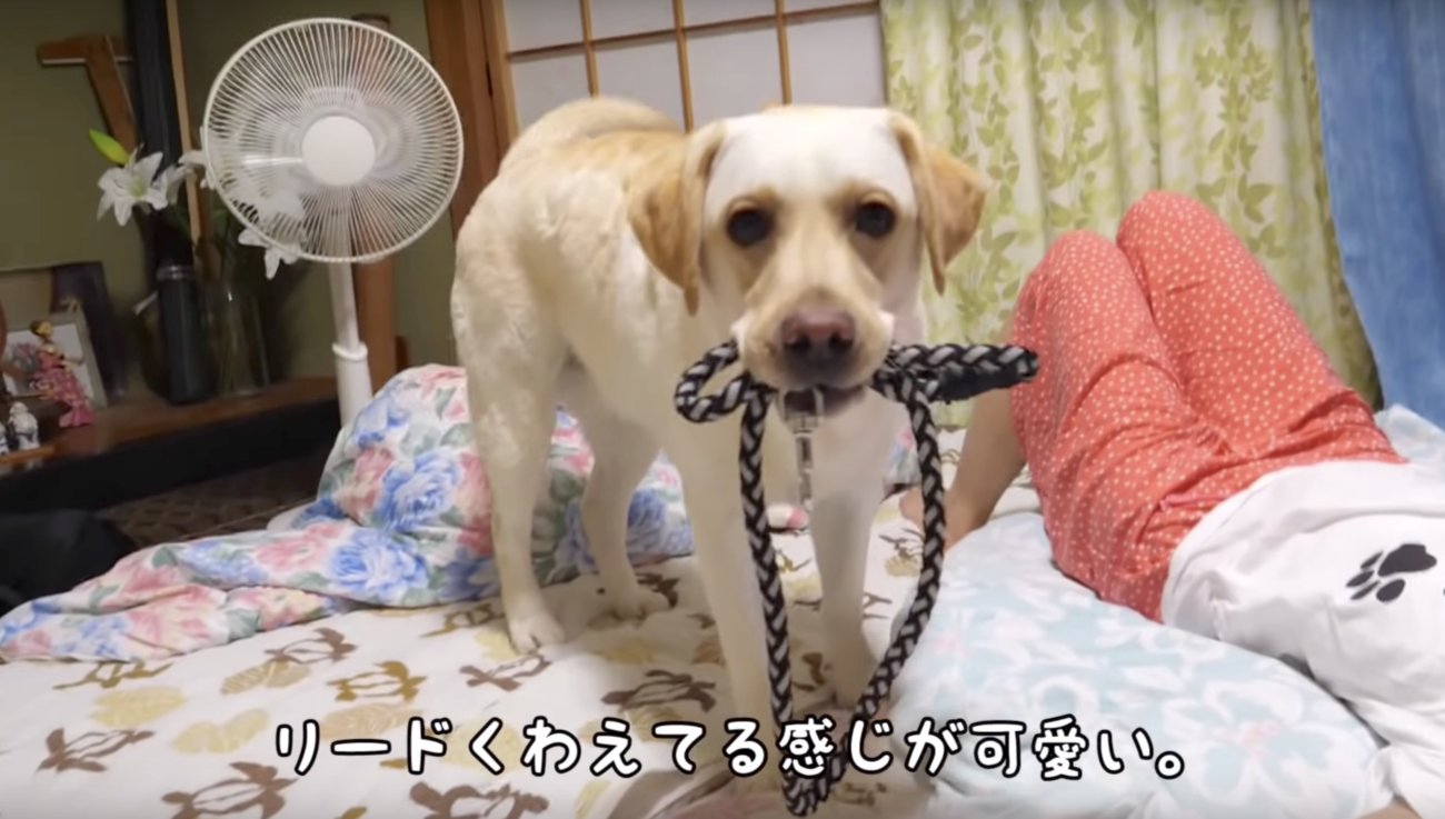 ラブラドールレトリーバー,動画