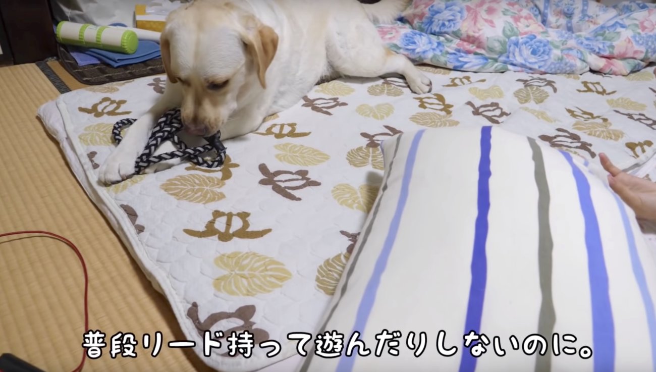 ラブラドールレトリーバー,動画