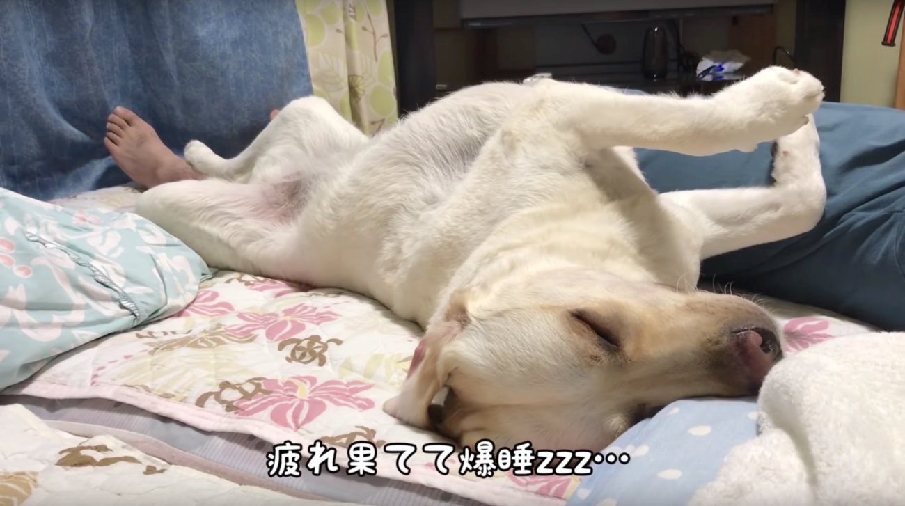 ラブラドールレトリーバー,動画