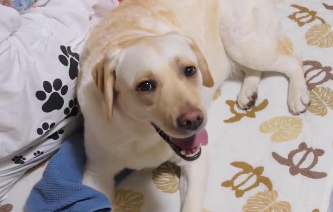 ラブラドールレトリーバー,動画