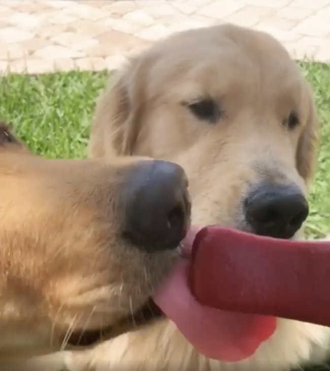 ゴールデンレトリーバー