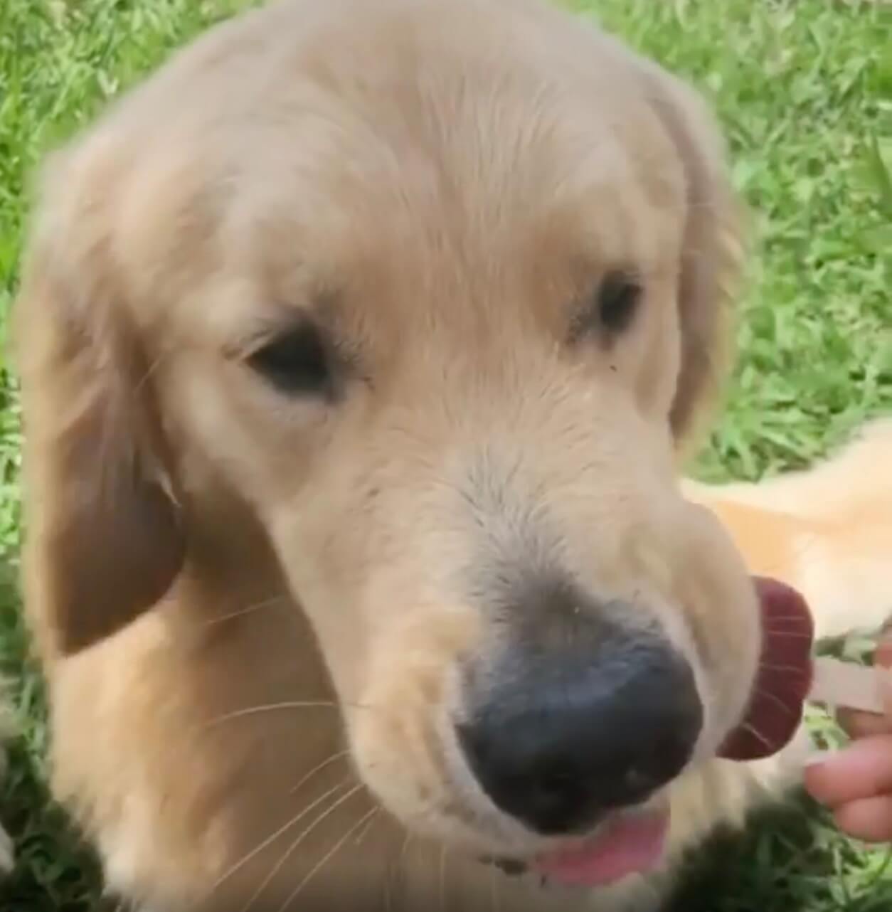 ゴールデンレトリーバー