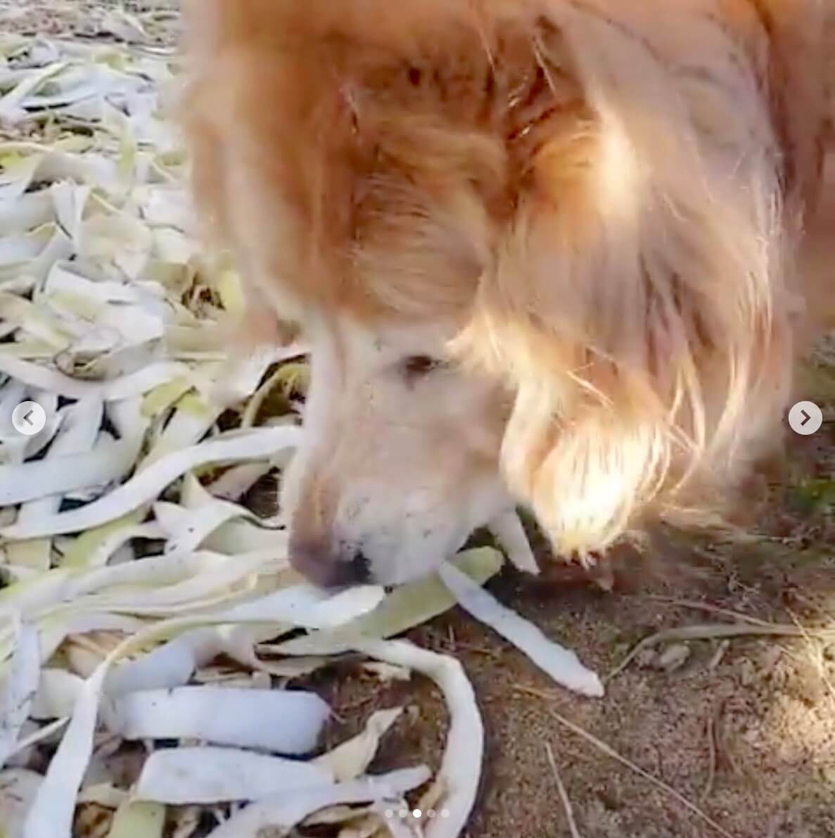 ゴールデンレトリーバー