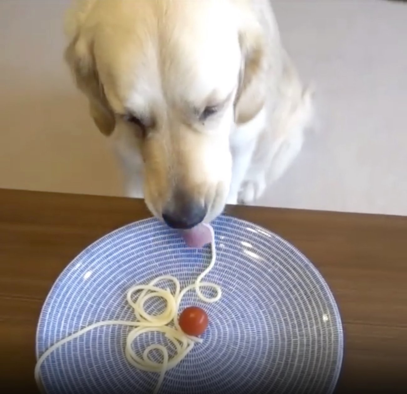 ゴールデンレトリーバー