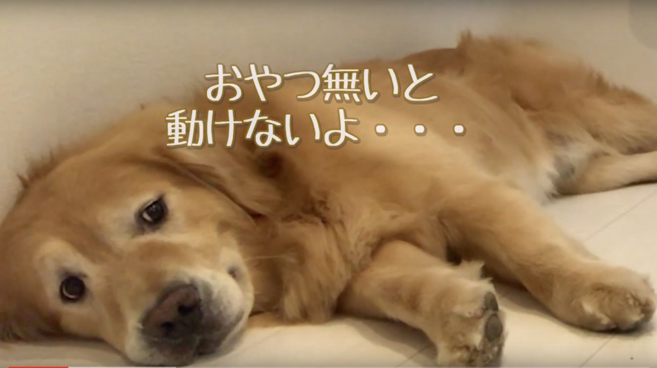 ゴールデンレトリーバー,動画