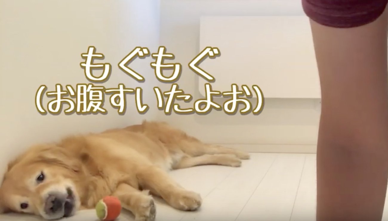 ゴールデンレトリーバー,動画