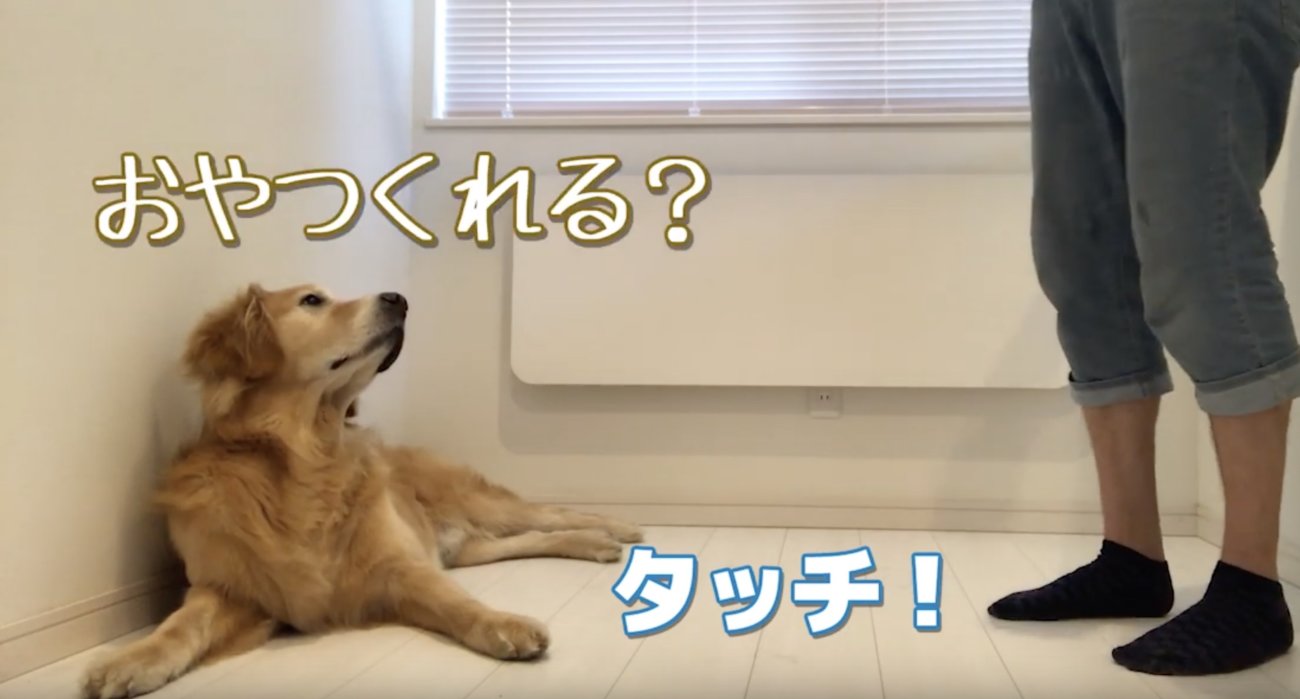 ゴールデンレトリーバー,動画