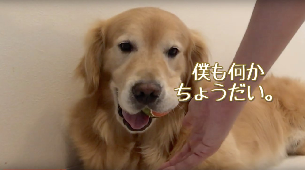 ゴールデンレトリーバー,動画