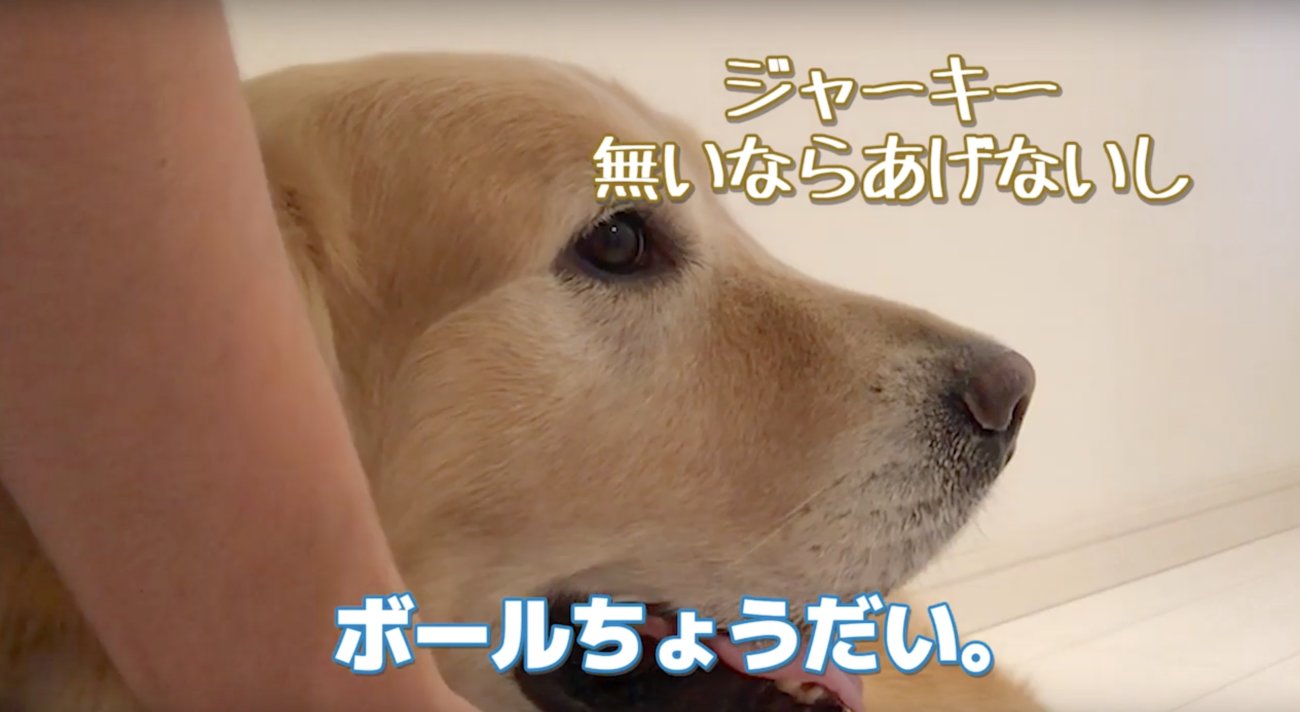 ゴールデンレトリーバー,動画