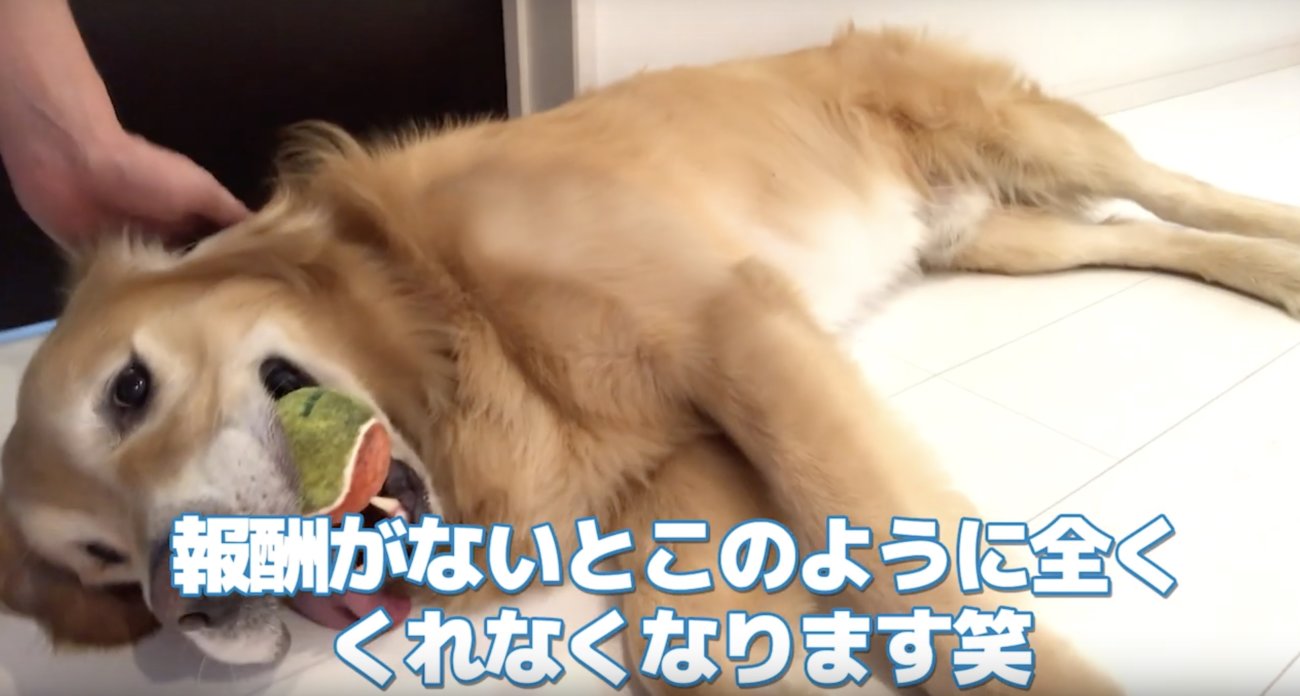 ゴールデンレトリーバー,動画