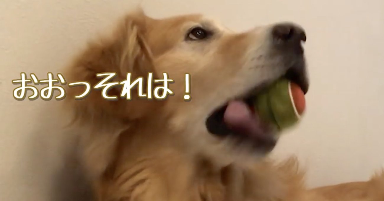 ゴールデンレトリーバー,動画