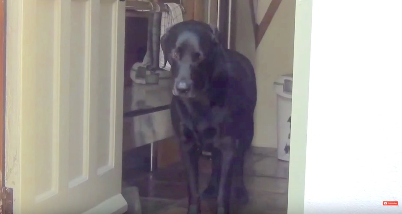 ラブラドールレトリーバー,動画