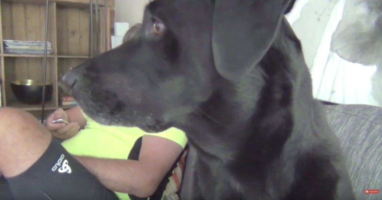 ラブラドールレトリーバー,動画