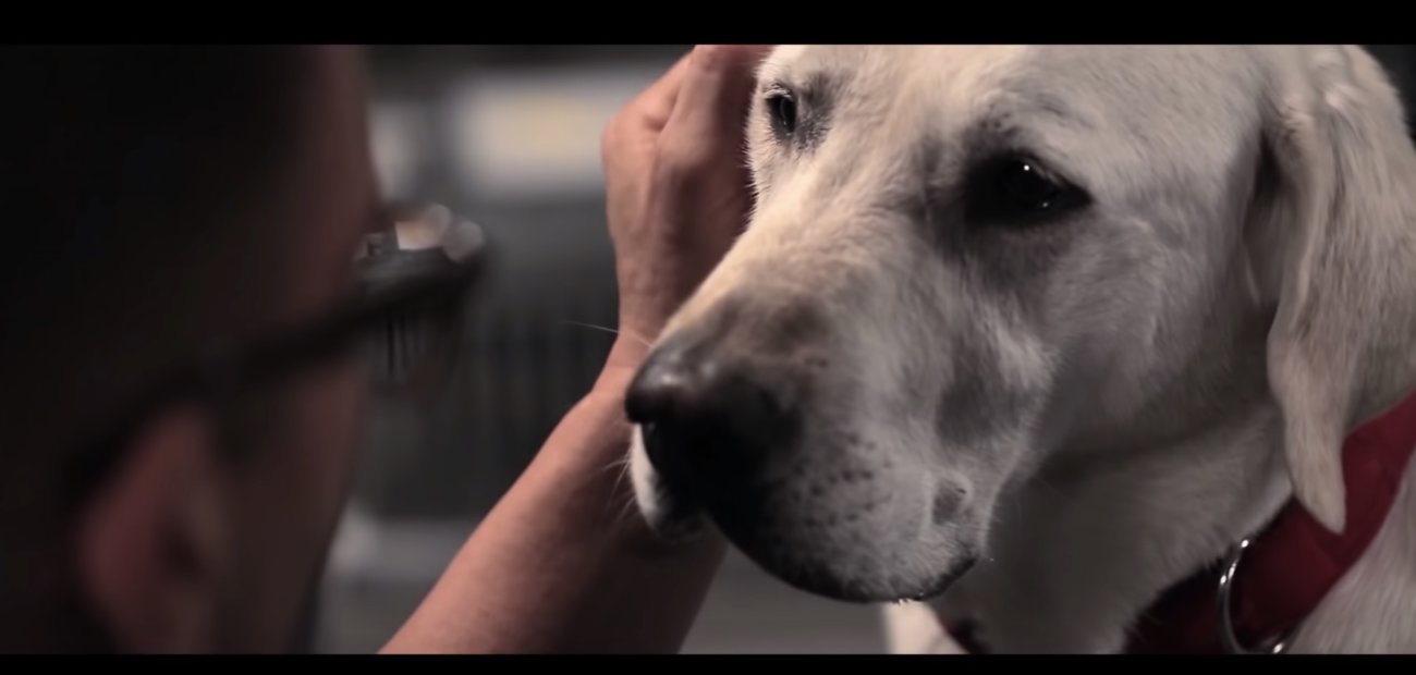 ラブラドールレトリーバー,動画