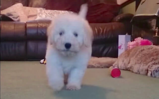 ラブラドゥードル,動画