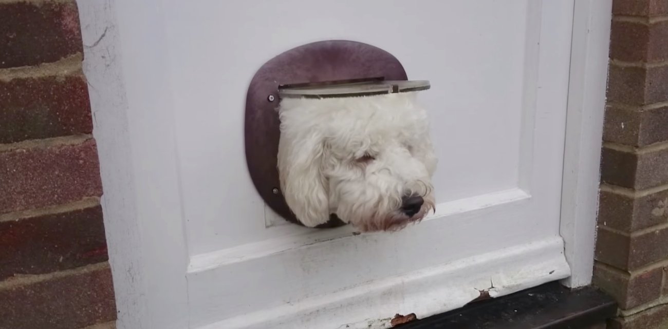 ラブラドゥードル,動画