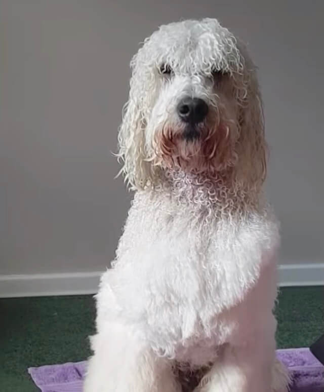 ラブラドゥードル,動画