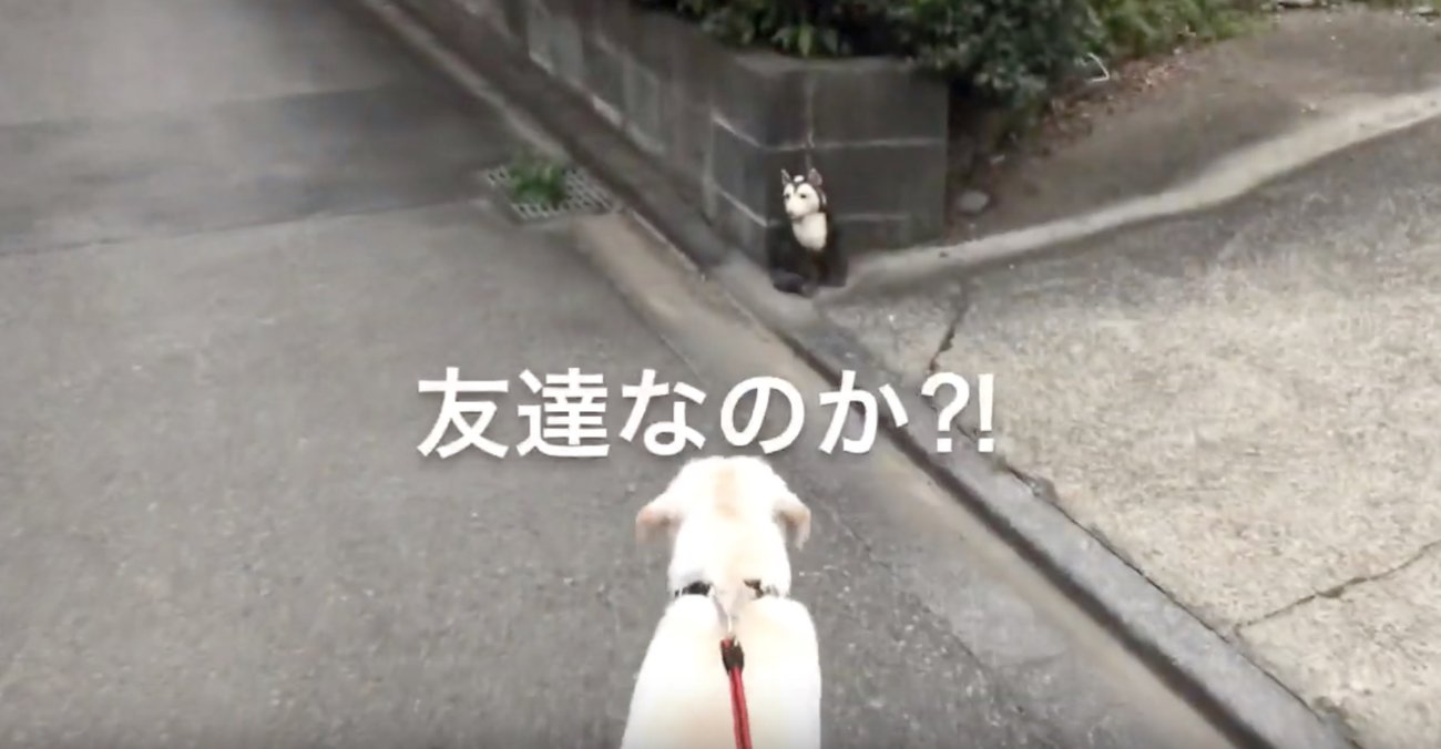 ラブラドールレトリーバー,動画