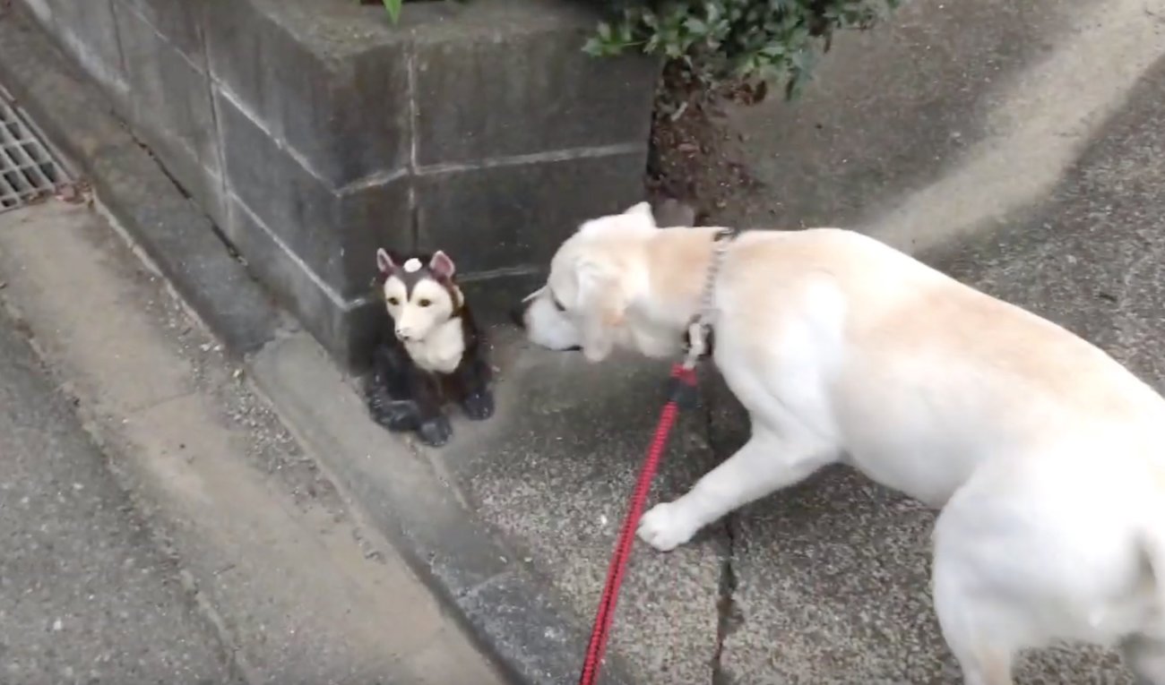 ラブラドールレトリーバー,動画