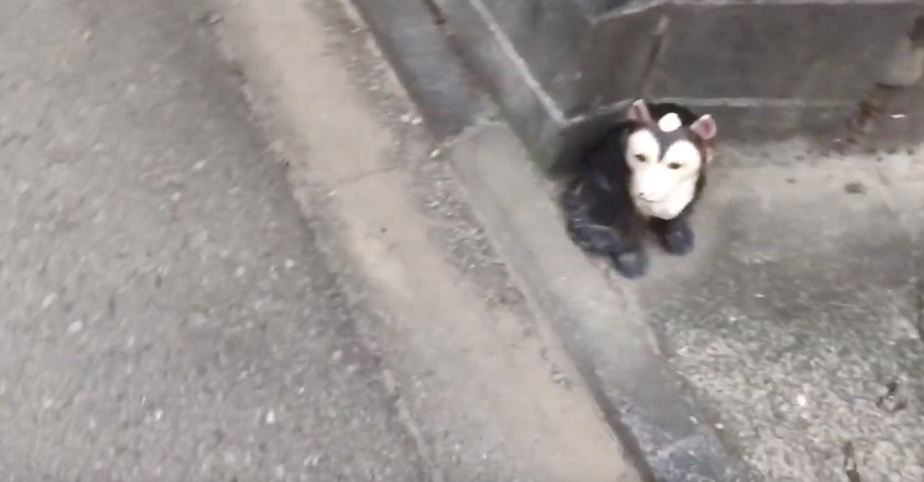 ラブラドールレトリーバー,動画