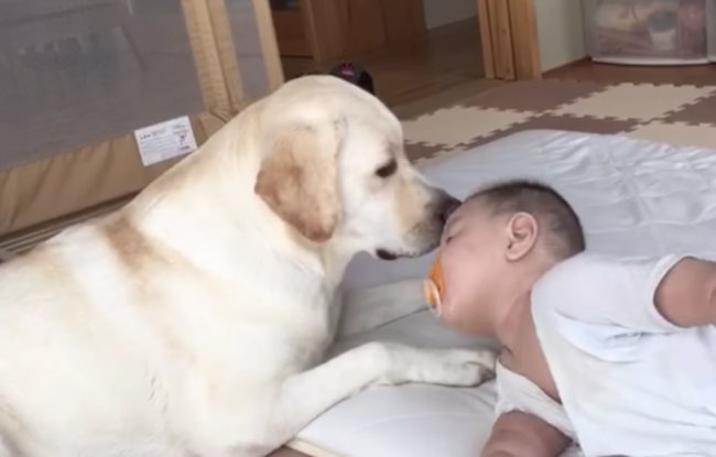 ラブラドールレトリーバー,動画