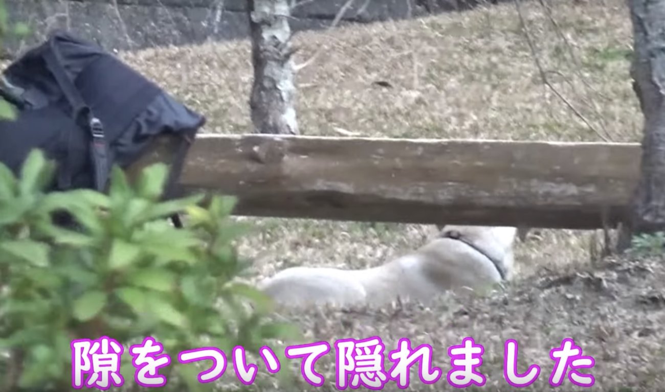 ラブラドールレトリーバー,動画