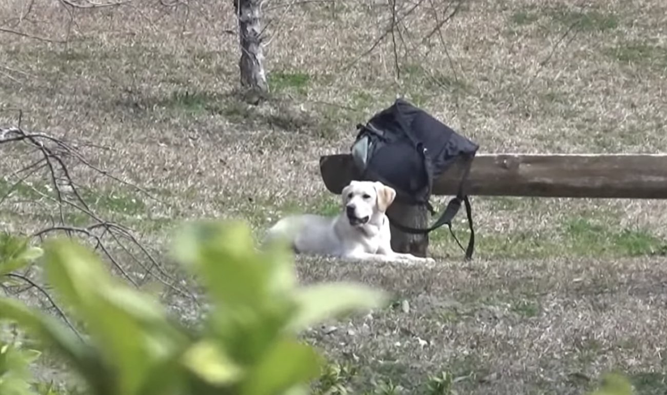 ラブラドールレトリーバー,動画