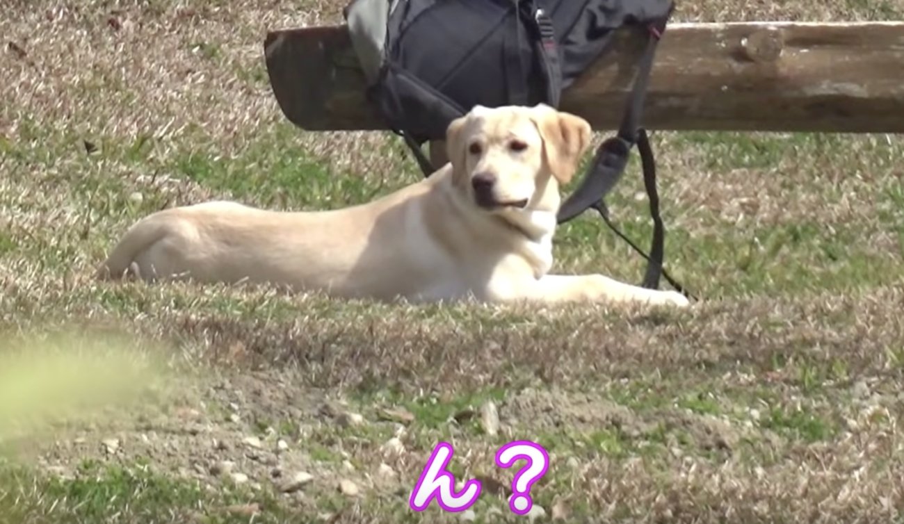 ラブラドールレトリーバー,動画